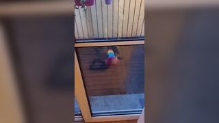 Funny at the window