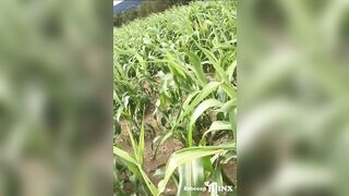 REBECCA MINX PUBLIC - I Milked him Dry in the Corn Field and I Swallowed his Warm CUM !