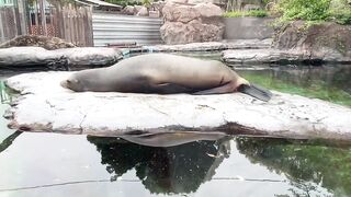 【ノーブラ散歩】上野動物園にいったら…【ちくぽっち】