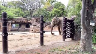 【ノーブラ散歩】上野動物園にいったら…【ちくぽっち】