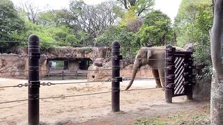 【ノーブラ散歩】上野動物園にいったら…【ちくぽっち】