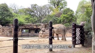 【ノーブラ散歩】上野動物園にいったら…【ちくぽっち】