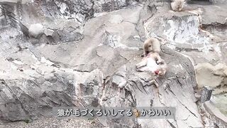 【ノーブラ散歩】上野動物園にいったら…【ちくぽっち】