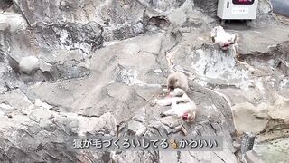 【ノーブラ散歩】上野動物園にいったら…【ちくぽっち】