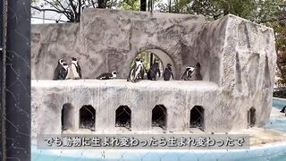 【ノーブラ散歩】上野動物園にいったら…【ちくぽっち】