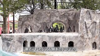 【ノーブラ散歩】上野動物園にいったら…【ちくぽっち】