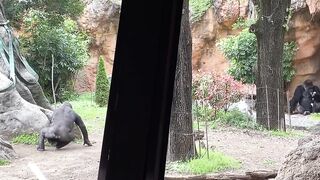 【ノーブラ散歩】上野動物園にいったら…【ちくぽっち】